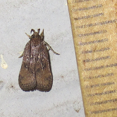Helcystogramma melantherella