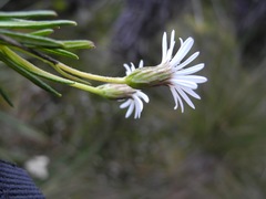 Linochilus frontinensis