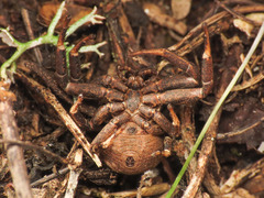 Bassaniodes robustus