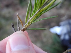 Linochilus frontinensis