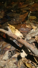 Helophilus eristaloidea