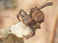 Bassaniodes robustus