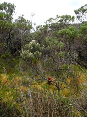 Linochilus rupestris