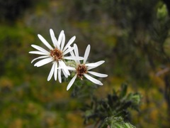 Linochilus rupestris