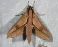 Xylophanes anubus