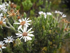 Linochilus rupestris