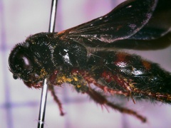 Scolia nobilitata