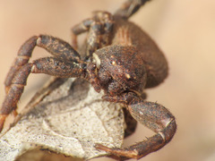 Bassaniodes robustus