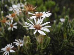 Linochilus rupestris