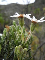 Linochilus rupestris