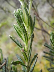 Linochilus rupestris