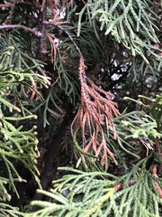 Pestalotiopsis funerea