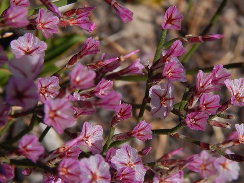 Image of Limonium purpuratum by no rights reserved