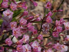 Limonium purpuratum