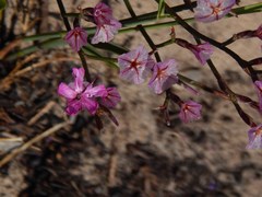 Limonium purpuratum
