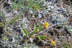 Ranunculus glaberrimus ellipticus