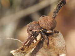 Bassaniodes robustus