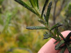 Linochilus rupestris