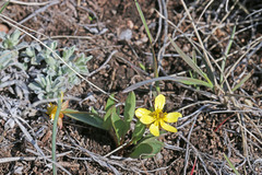 Ranunculus glaberrimus ellipticus