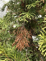 Pestalotiopsis funerea