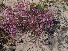 Limonium purpuratum