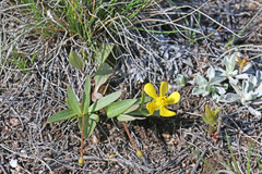 Ranunculus glaberrimus ellipticus