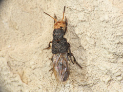 Dinothenarus flavocephalus