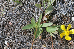 Ranunculus glaberrimus ellipticus
