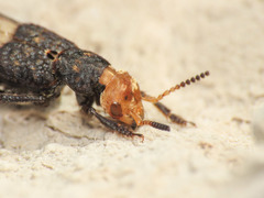 Dinothenarus flavocephalus