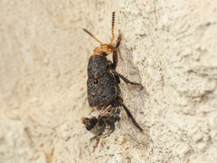 Dinothenarus flavocephalus