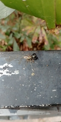Thiania