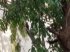 Dinopium benghalense