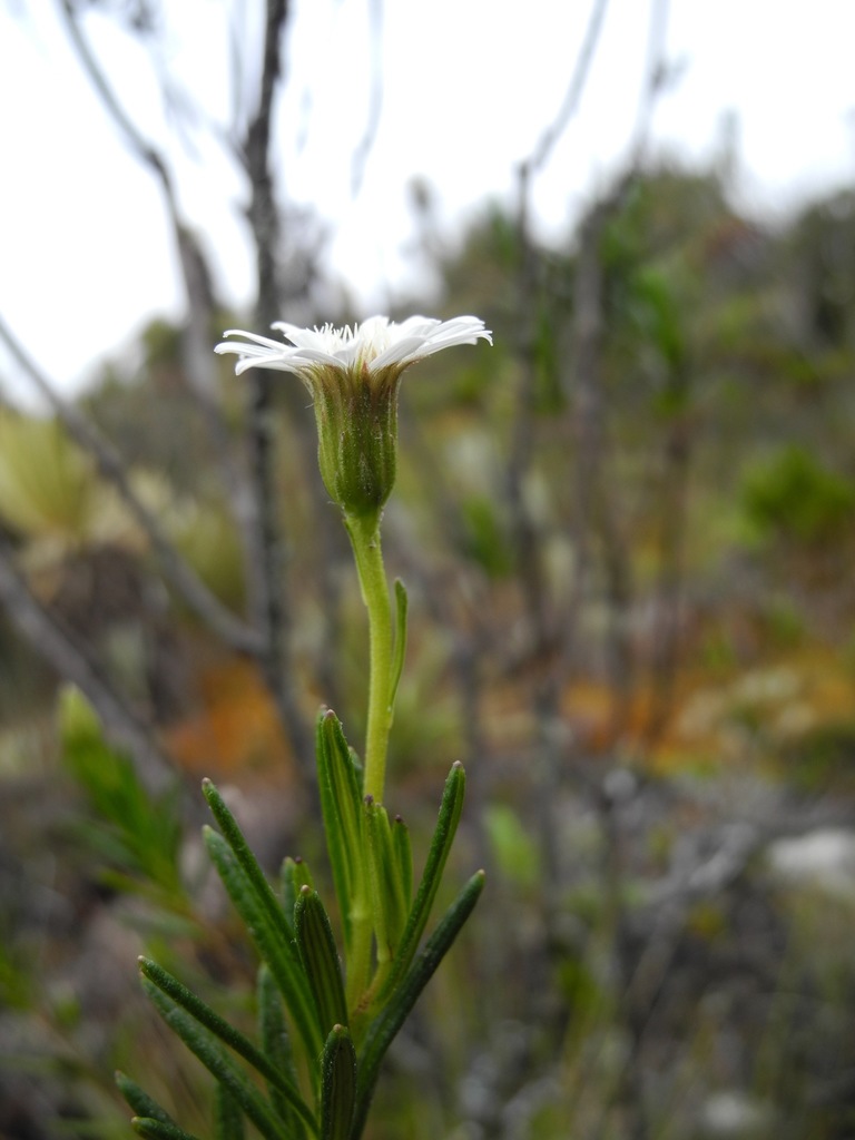 Linochilus frontinensis