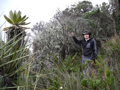 Linochilus cinerascens