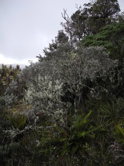 Linochilus cinerascens