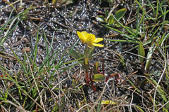 Ranunculus glaberrimus ellipticus