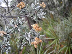 Linochilus cinerascens