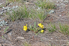 Ranunculus glaberrimus ellipticus