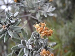 Linochilus cinerascens