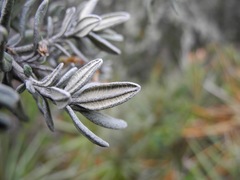 Linochilus cinerascens