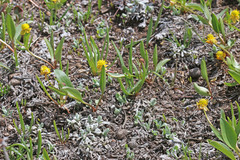 Ranunculus glaberrimus ellipticus