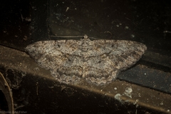 Psilalcis isombra