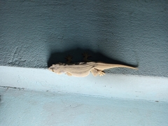 Hemidactylus frenatus