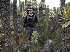 Linochilus frontinensis