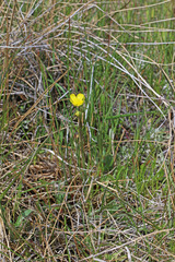 Ranunculus pedatifidus affinis