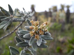 Linochilus cinerascens