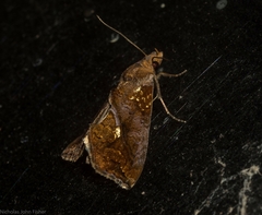 Plusiodonta arctipennis