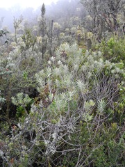 Linochilus schultzii