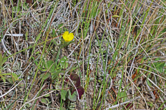 Ranunculus pedatifidus affinis