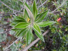 Linochilus schultzii